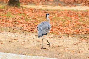 Héron cendré près d'un étang en automne photo