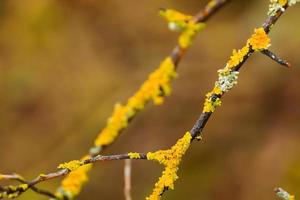 mousse jaune sur les branches photo