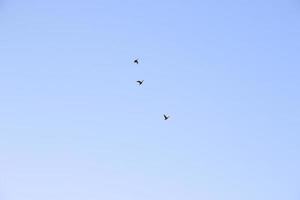 groupe de cormorans volant en formation dans le ciel bleu photo