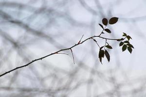 branches épineuses d'églantier. branche de rose sauvage verte avec de nombreuses petites et grandes épines orange pointues et poitny photo