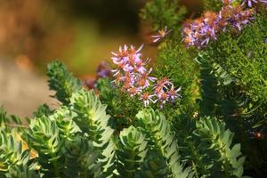 gros plan de belles fleurs blanches dans le parc photo