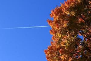 beau paysage d'automne avec un feuillage coloré dans le parc. photo