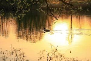 canard sauvage nageant sur un lac doré tandis que le coucher du soleil se reflète dans l'eau. image minimaliste avec la silhouette de l'oiseau aquatique. photo