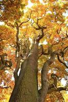 vieilles branches de chêne en automne dans le parc photo