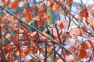 Mésange bleue parus caeruleus assis sur une branche en automne photo