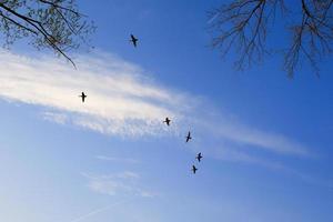 canards volants contre un paysage du soir photo