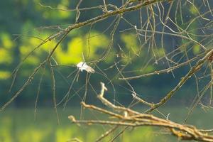 plume d'oiseau coincée dans des branches d'arbres photo