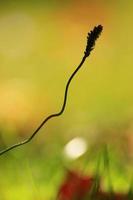 herbe et végétation sur le terrain en automne photo