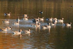 canards sauvages sur le lac près du danube en allemagne photo