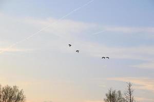 canards volants contre un paysage du soir photo