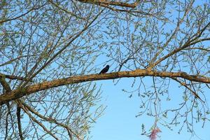 Un merle noir Turdus merula assis sur une branche d'arbre photo