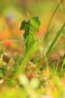 herbe et végétation sur le terrain en automne photo