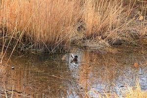 Paire de canards colverts sur l'eau dans un marais en automne photo