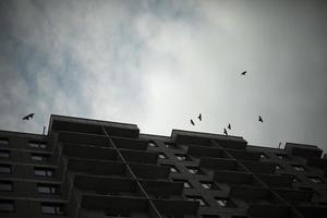 les corbeaux volent au-dessus de la maison. oiseaux noirs dans le ciel. nombreux oiseaux de grande taille. photo