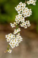 Bush macro de petites fleurs blanches sur une branche photo