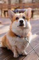 mignon chien corgi lors d'une promenade en automne dans un café sur la véranda buvant du café. café acceptant les chiens. photo de haute qualité