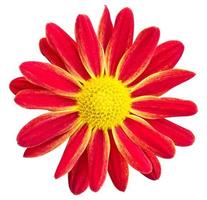 fleur de marguerite de chrysanthèmes rouges isolé sur blanc avec un tracé de détourage photo