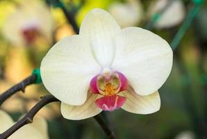 fleur d'orchidée phalaenopsis jaune photo