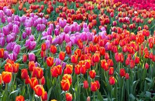 champs de fleurs de tulipes colorées qui fleurissent dans le jardin photo