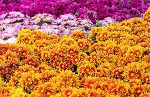 chrysanthèmes marguerite champs de fleurs qui fleurissent dans le jardin photo