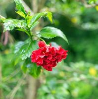 hybride d'hibicus rouge, une fleur de chaussure est une belle fleur épanouie fond de feuille verte. printemps poussant des fleurs de rose chinoise rouge et la nature prend vie photo