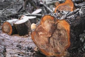 de nombreux arbres coupés dans la forêt pour le bois de chauffage photo
