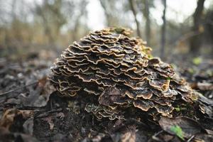 de nombreux champignons parasites qui poussent sur un arbre ou une souche trametes versicolor photo