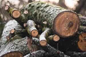 de nombreux arbres coupés dans la forêt pour le bois de chauffage photo