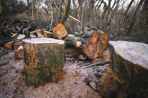 de nombreux arbres coupés dans la forêt pour le bois de chauffage photo