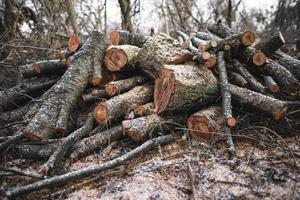 de nombreux arbres coupés dans la forêt pour le bois de chauffage photo