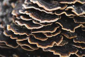 de nombreux champignons parasites qui poussent sur un arbre ou une souche trametes versicolor photo