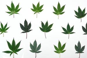 feuille de cannabis fraîche ou marijuana sur fond blanc. nature, concept de médecine et disposition d'un cadre en feuilles de cannabis. photo