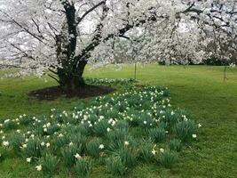 arbre fleuri avec des fleurs de cerisier blanches en plein air avec de l'herbe photo