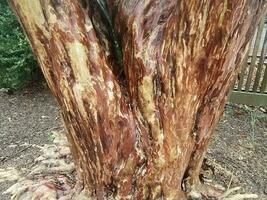 tronc d'arbre avec un motif et une texture marron étranges photo