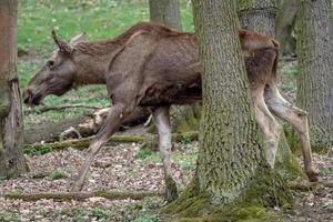 orignal femelle marchant dans la forêt. alces alces photo