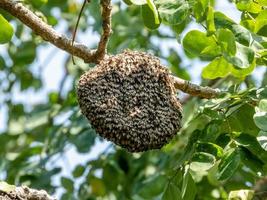 ouvrières d'abeilles se tenant ensemble pour la ruche photo