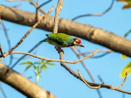 barbet de chaudronnier, barbet à poitrine cramoisie, chaudronnier perché sur un arbre photo