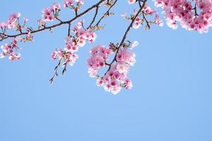 belles fleurs de cerisier roses sakura rafraîchissantes le matin sur fond de ciel bleu au japon photo