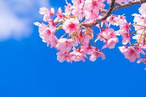 belles fleurs de cerisier roses sakura rafraîchissantes le matin sur fond de ciel bleu au japon photo