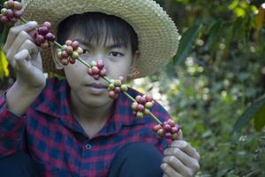 portrait jeune garçon asiatique tient un tas de fruits de cerise de café au milieu du jardin de café pour étudier en dehors de la salle de classe. photo