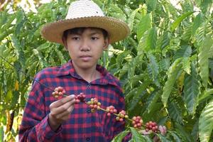 portrait jeune garçon asiatique tient un tas de fruits de cerise de café au milieu du jardin de café pour étudier en dehors de la salle de classe. photo