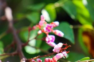 parijata medinilla speciosa est une plante épiphyte chronique du clan medinilla, tribu des melastomatacea. cette plante contient des antioxydants et est censée augmenter la fertilité de la grossesse. photo