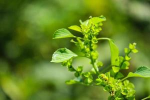 belle vue sur les feuilles des plantes exposées à la rosée du matin photo