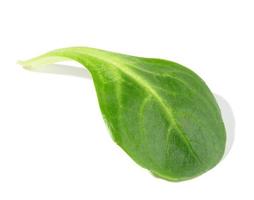 feuille verte de salade de haricot mungo sur fond blanc isolé, salade saine photo