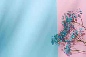 branche de gypsophile avec fleurs bleues sur fond bleu, vue de dessus photo