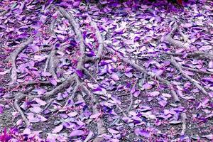 gros plan racine d'arbre avec des feuilles violettes et des graines de plantes photo