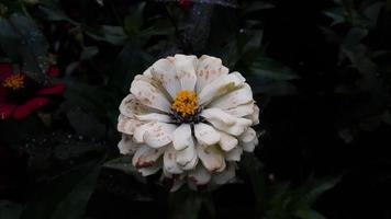 fleur commune de zinnia elegans ou fleur blanche rose et colorée dans le jardin. photo