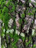 couverture de mousse sur fond d'écorce d'arbre. texture de mousse en gros plan sur la surface de l'arbre. photo
