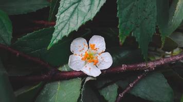 belle fleur blanche d'arbre de kersen, ou fleur de muntingia calabura. photo