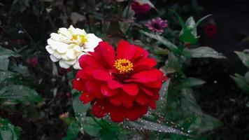 fleur commune de zinnia elegans ou fleur colorée rouge, blanche et rose dans le jardin. photo